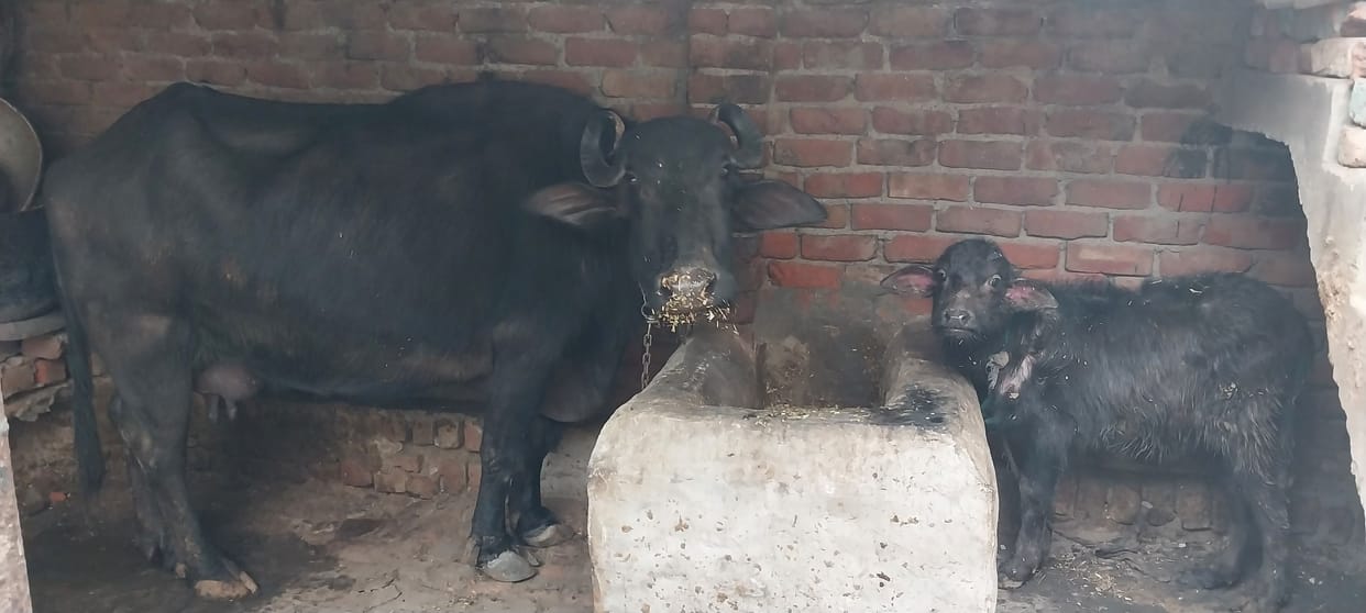 You can get insurance for animals by paying 25 to 300 rupees