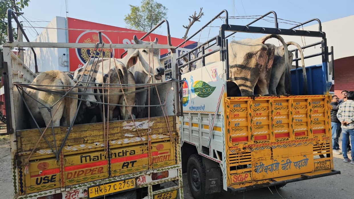 Cows were being transported in two pickups, devotees handed them over to the police.