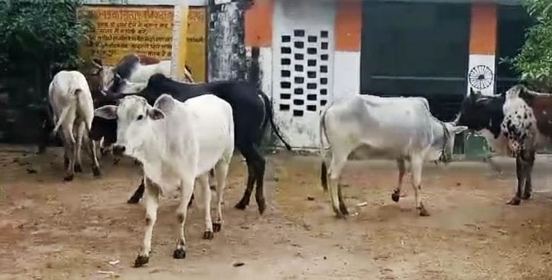 Loose animals locked in primary school, teaching work affected for one hour
