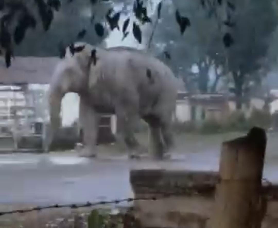 Panic due to roaming of tiger, leopard cat and elephant in Kalagarh