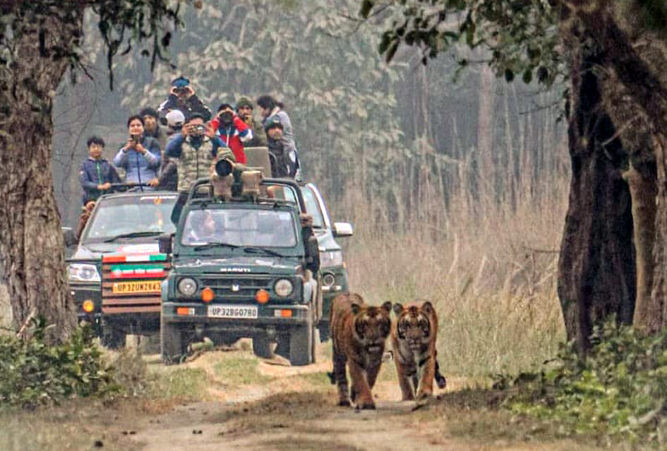 Two tigers suddenly appeared in front of the gypsy... the tourists were frightened.