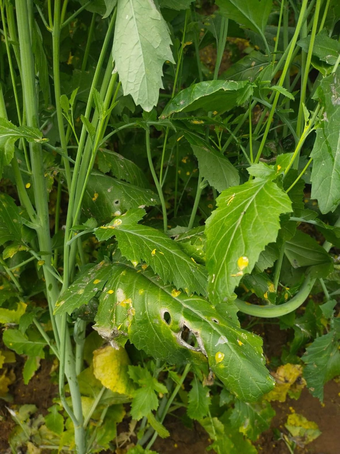 Along with Margoza, white rust is also causing damage to the late mustard crop.