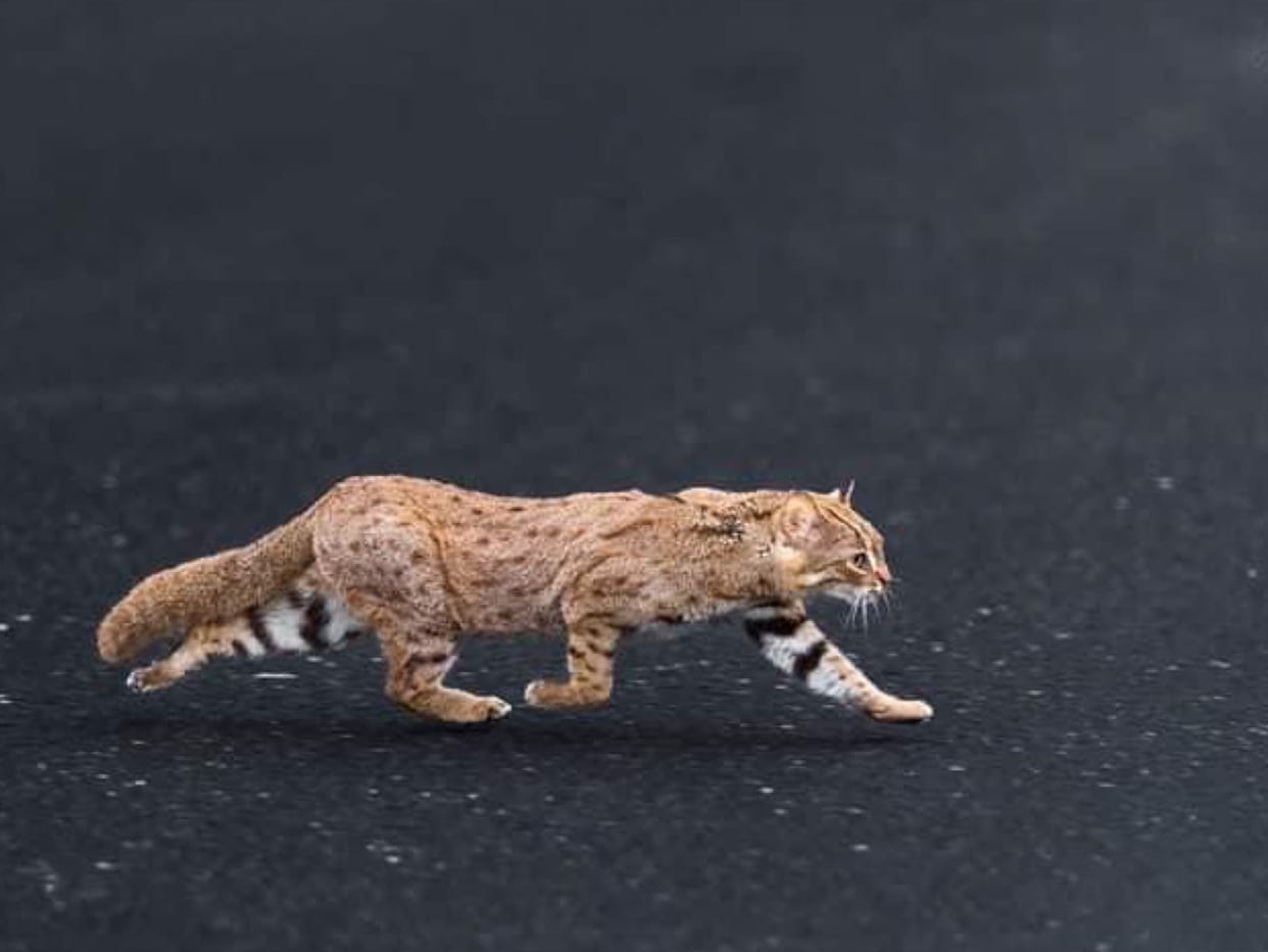 World smallest Rusty-spotted cat in Pilibhit Tiger Reserve