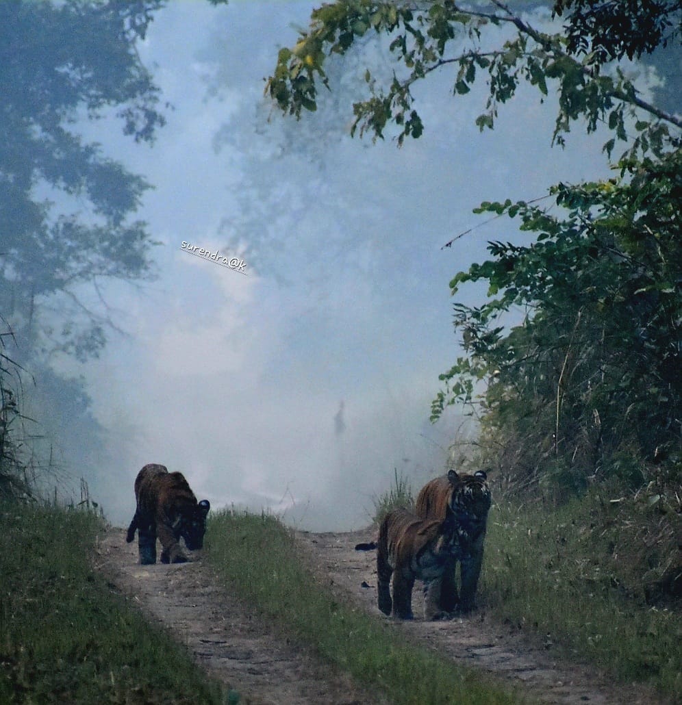Mistake of Rs 50 lakh in grant of Project Tiger and Project Elephant