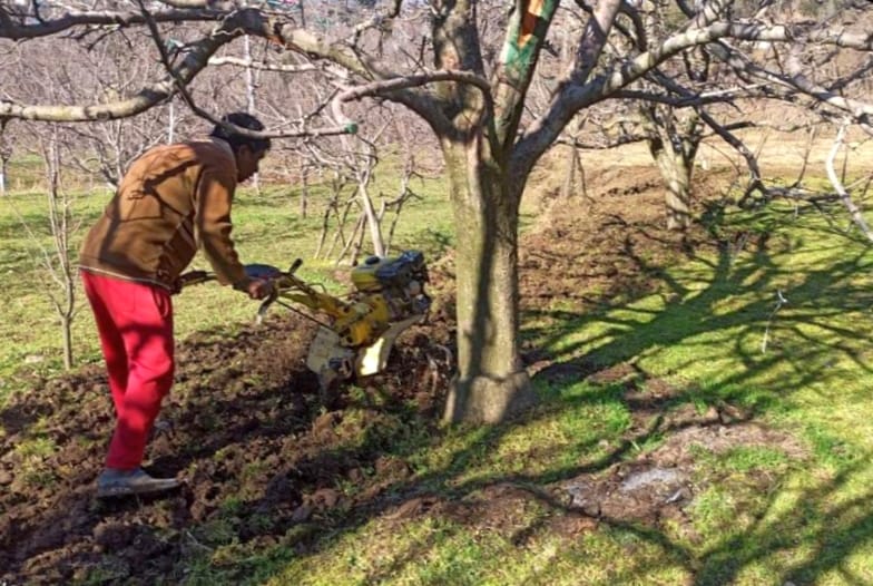 Apply fertilizer for good garlic crop in Kullu