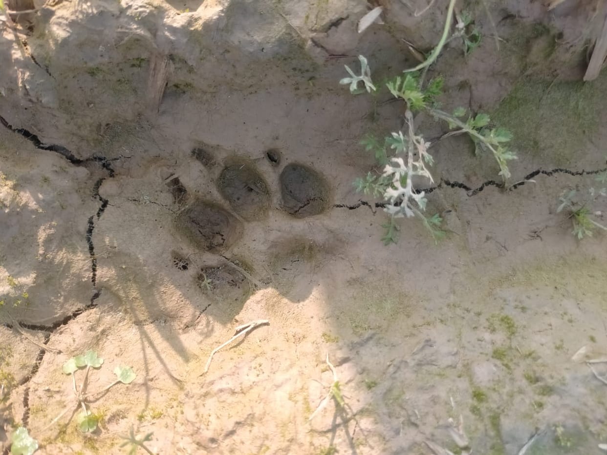 Panic among villagers after seeing three henchmen in Hadakpur, demand to catch them