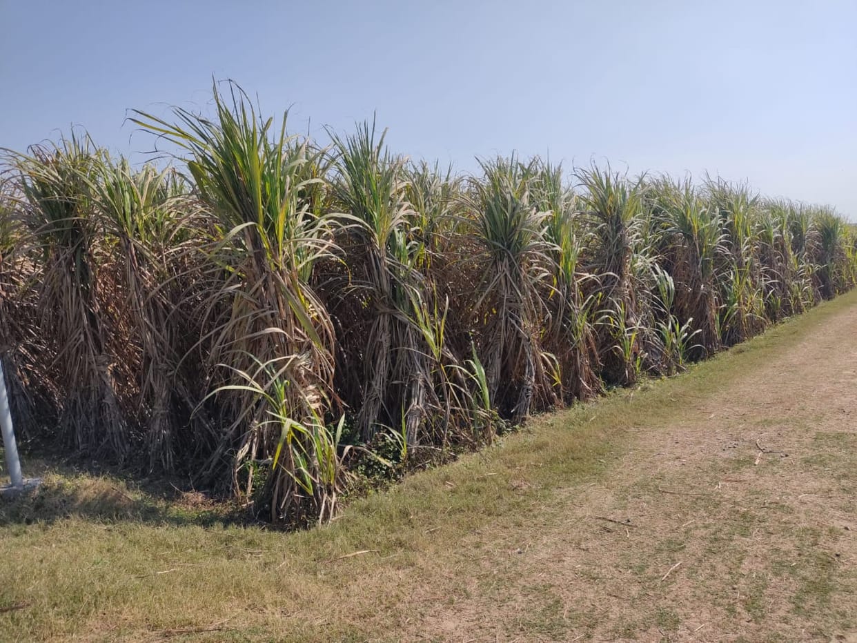 Wheat area decreased by two thousand hectares in Muzaffarnagar district