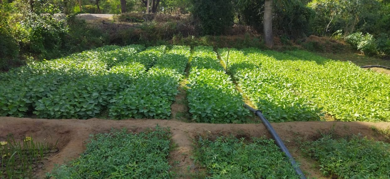Information about nursery plants will be available online
