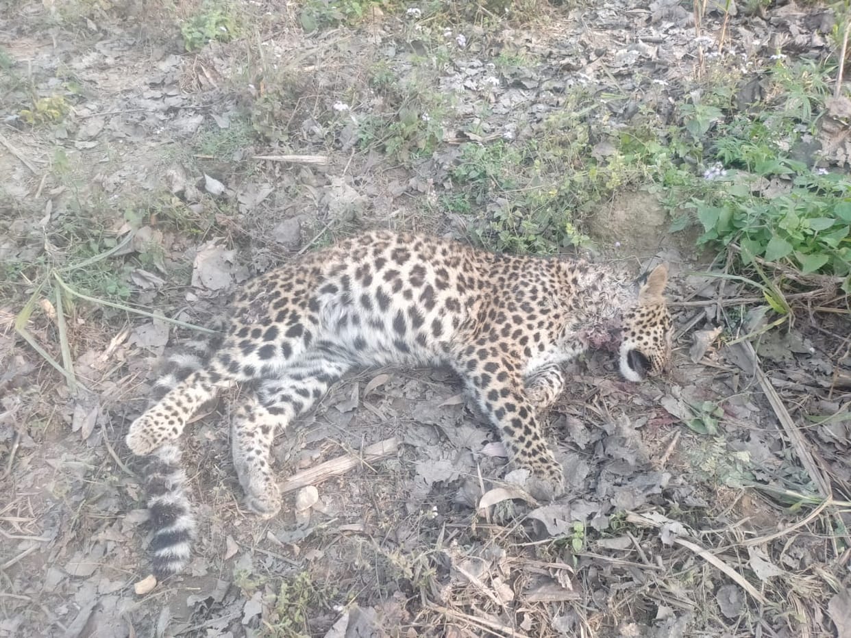 Dead body of female Guldar found in the forest of Umarpur village