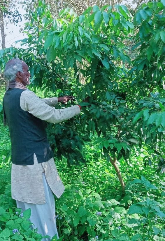 The world will taste Kaushambi's litchi