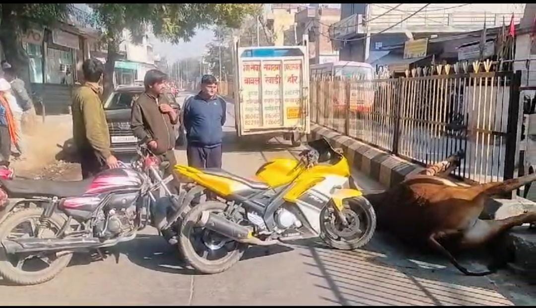 Cow died due to electric shock, angry people created a jam