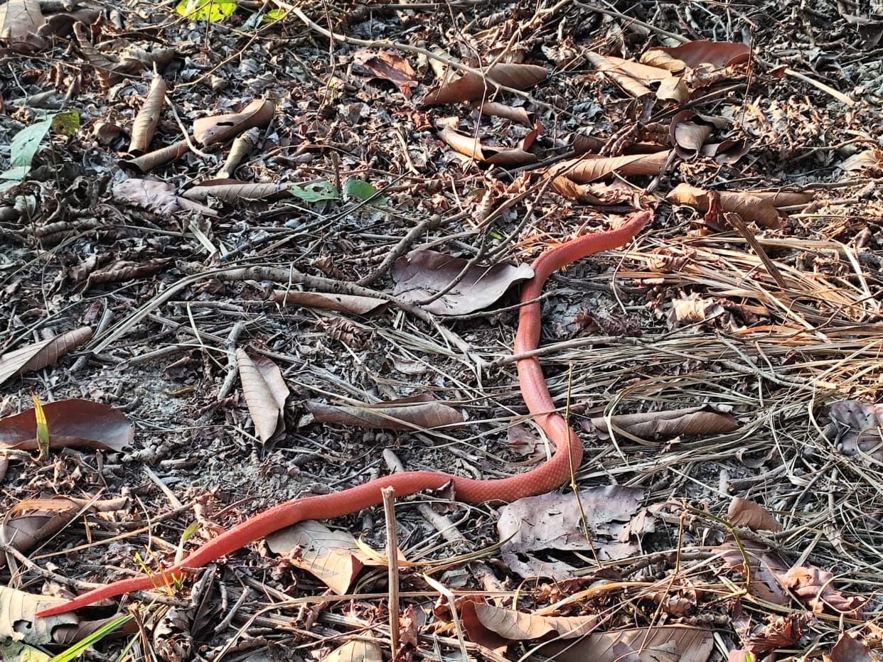 Rare red coral kukri snake seen in Dudhwa