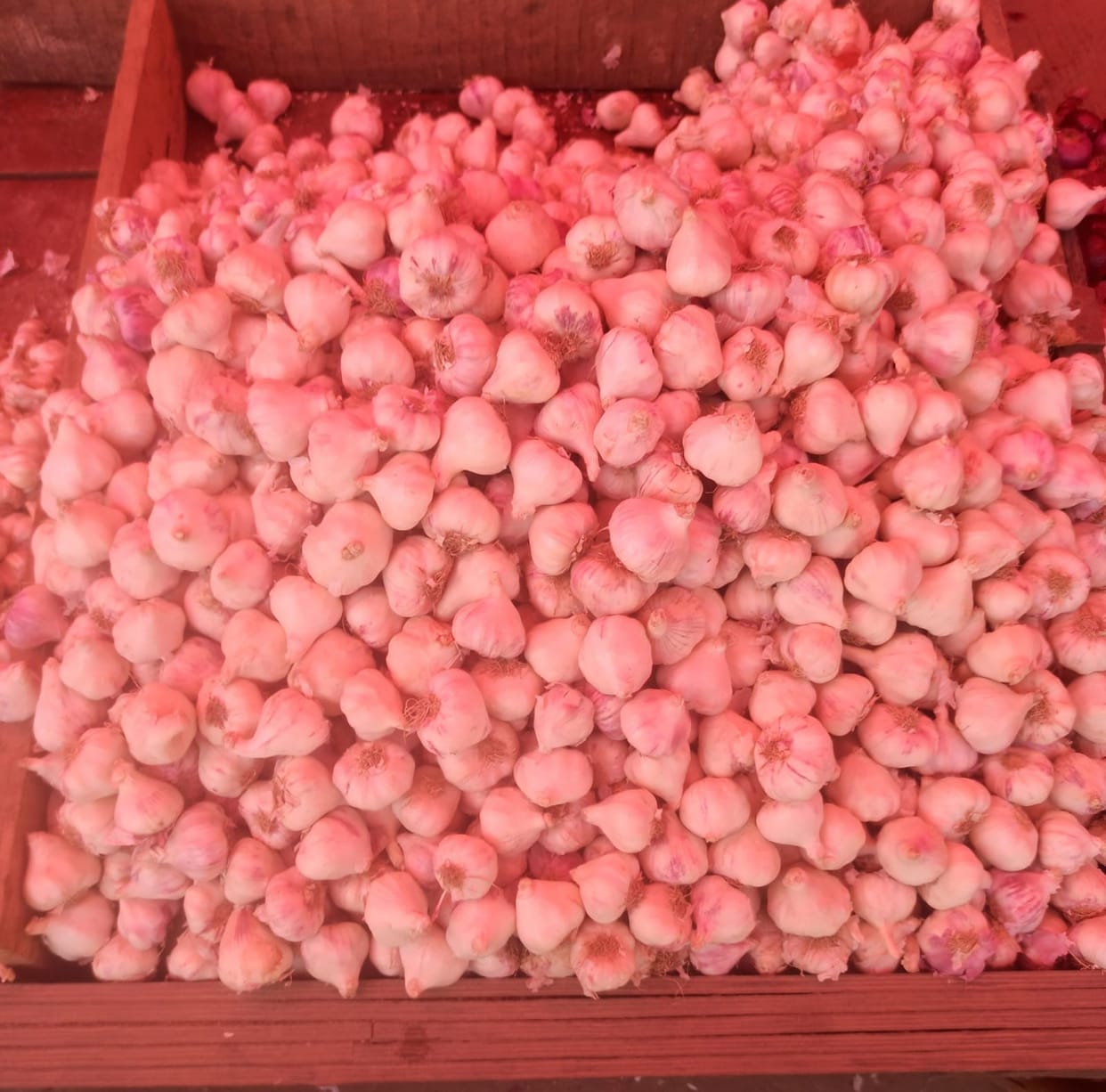 Shock to lovers again..if garlic becomes cheap then taste disappears