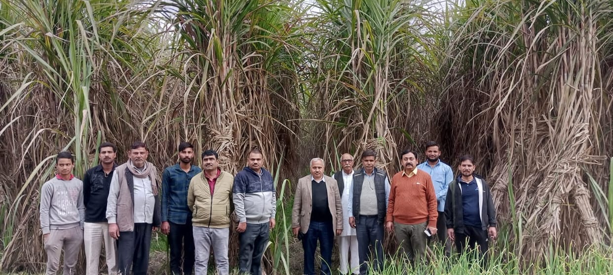Information given to farmers about sugarcane variety Kov 15023