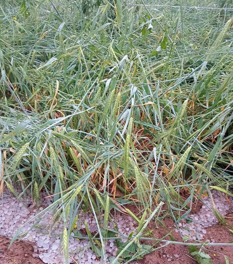 Weather took a turn, rain and hailstorm affected crops