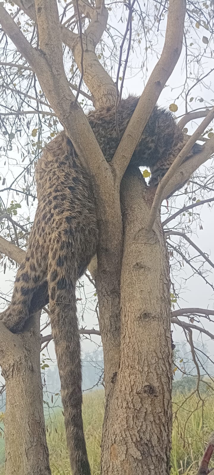 Dead leopard found hanging on a tree in Bhanera forest