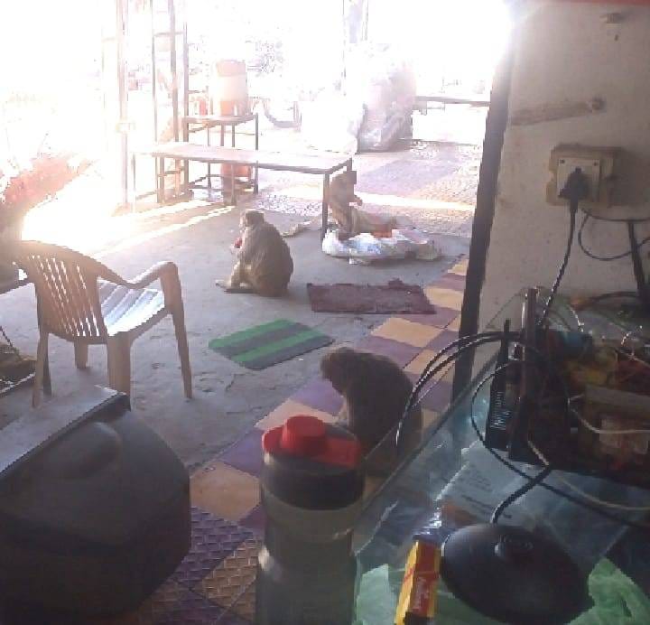 In Kulan, monkeys injured a shopkeeper by biting his back.