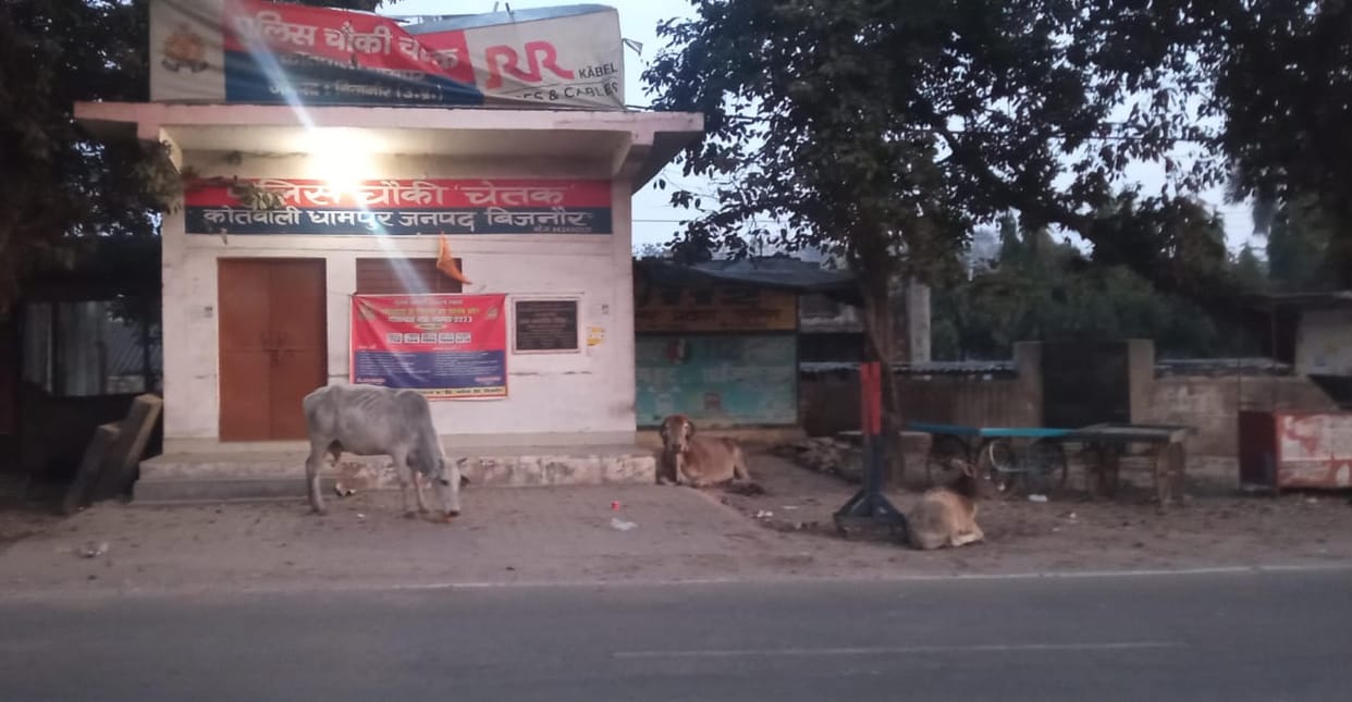 Lock hanging on police picket post, cattle roaming outside