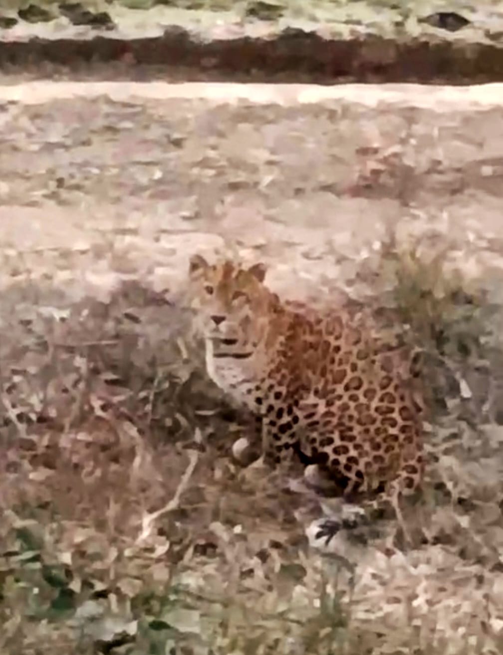 Panic among villagers due to sighting of leopard on Yamuna river embankment