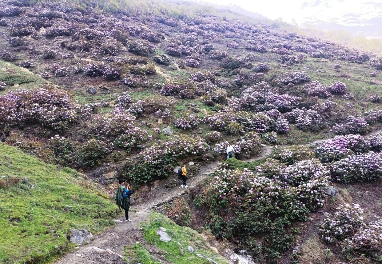 Chances are rising, the high Himalayan region will be buzzing with tourists