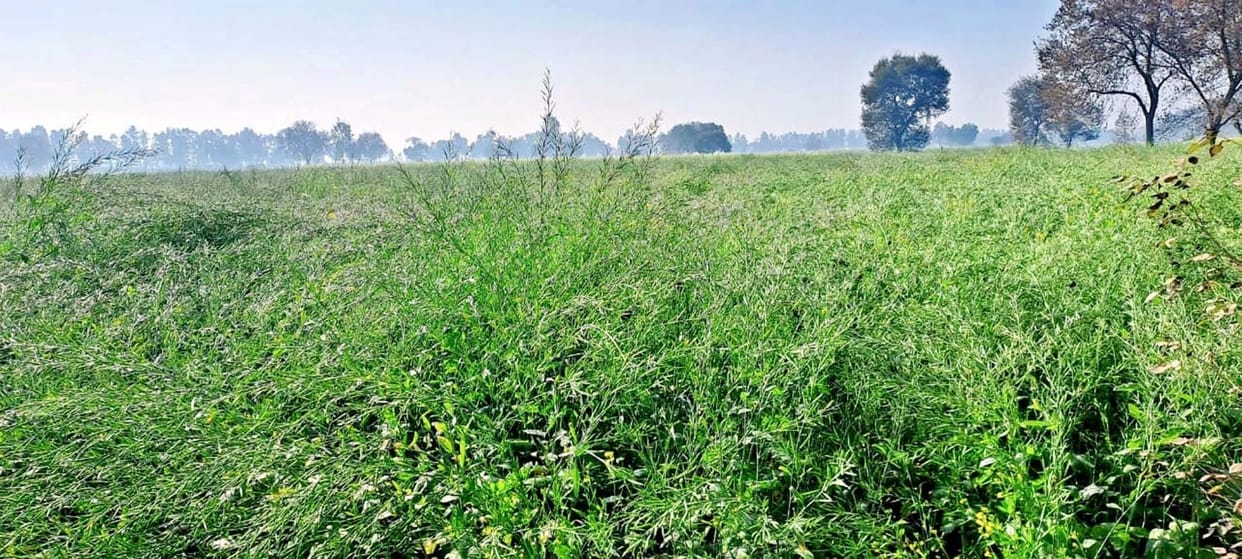 Due to increasing temperature, there is danger of aphid attack on mustard crop.