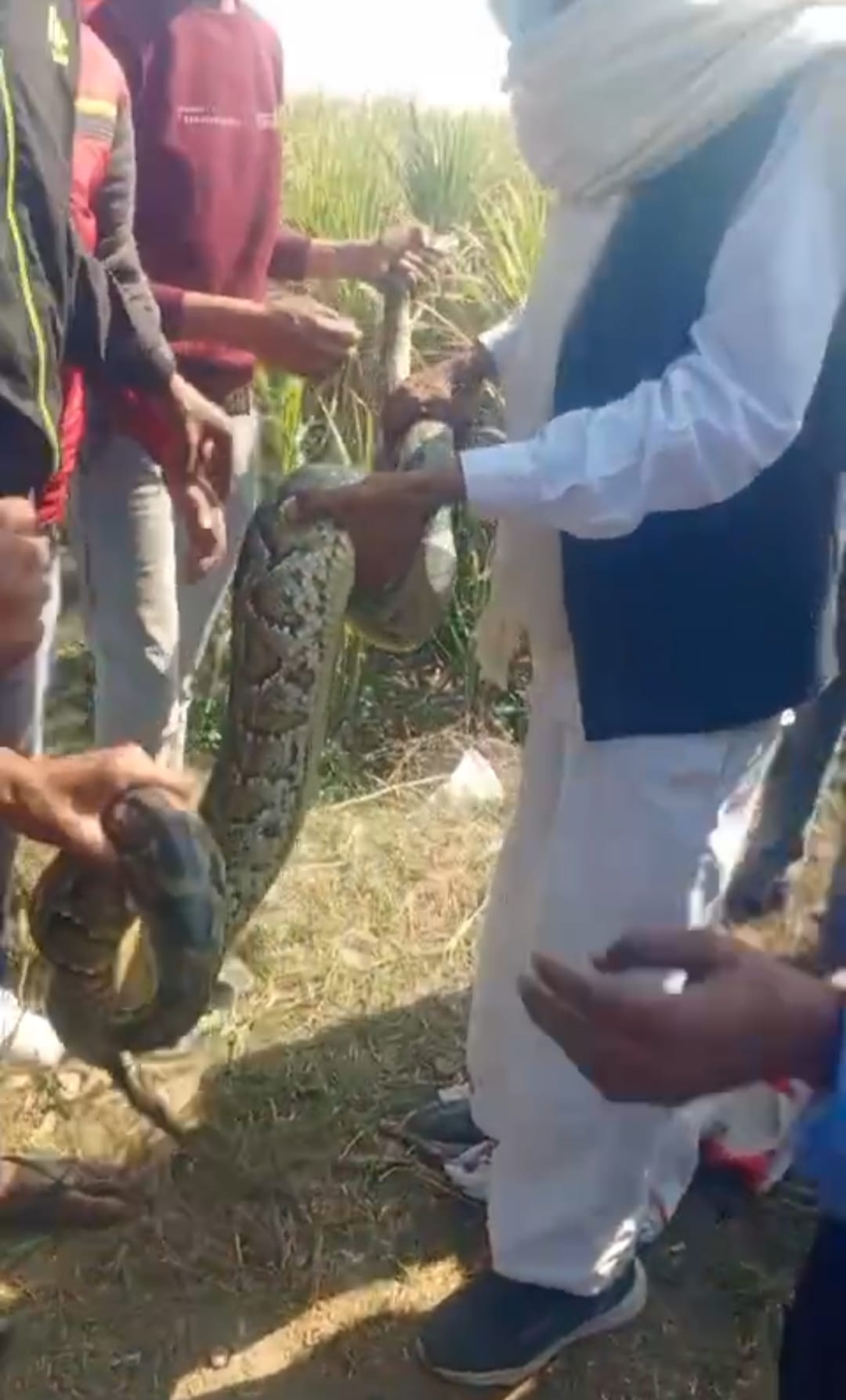 Eight feet long python found near Tibra Rajwaha