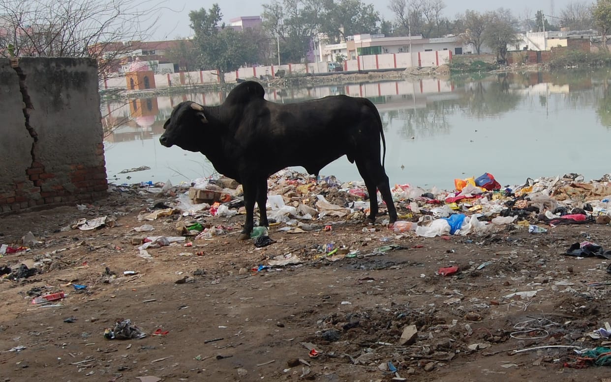Cows will be sent to cowsheds, consensus reached in meeting with operators