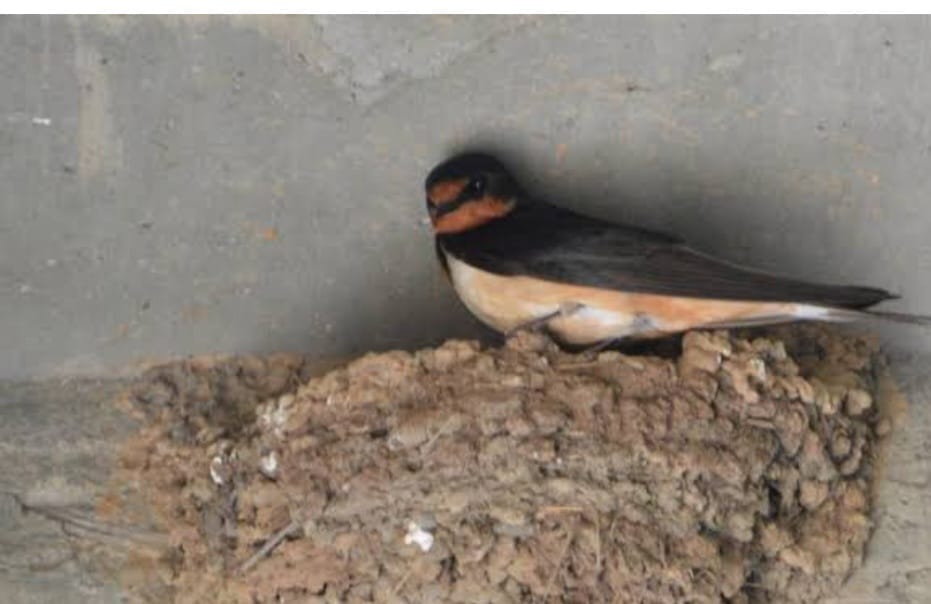 Haldwani News: Foreign bird swallow arrived before time in nainital