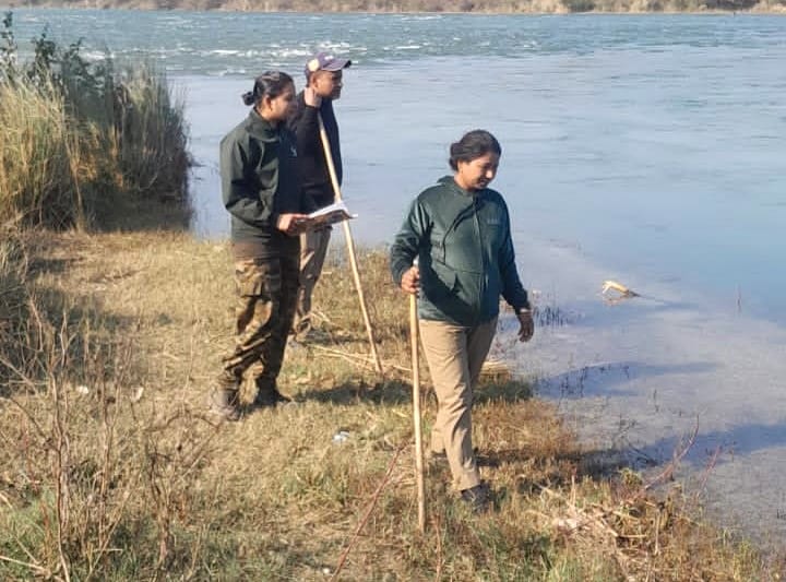 Crocodiles and gharials counted in Ramganga river