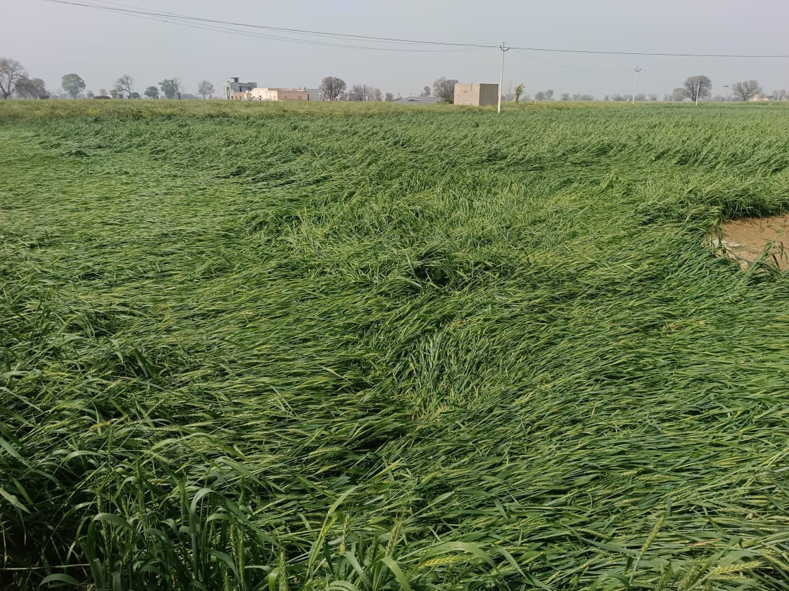 8 mm rain with strong winds, 5% crops damaged due to hailstorm