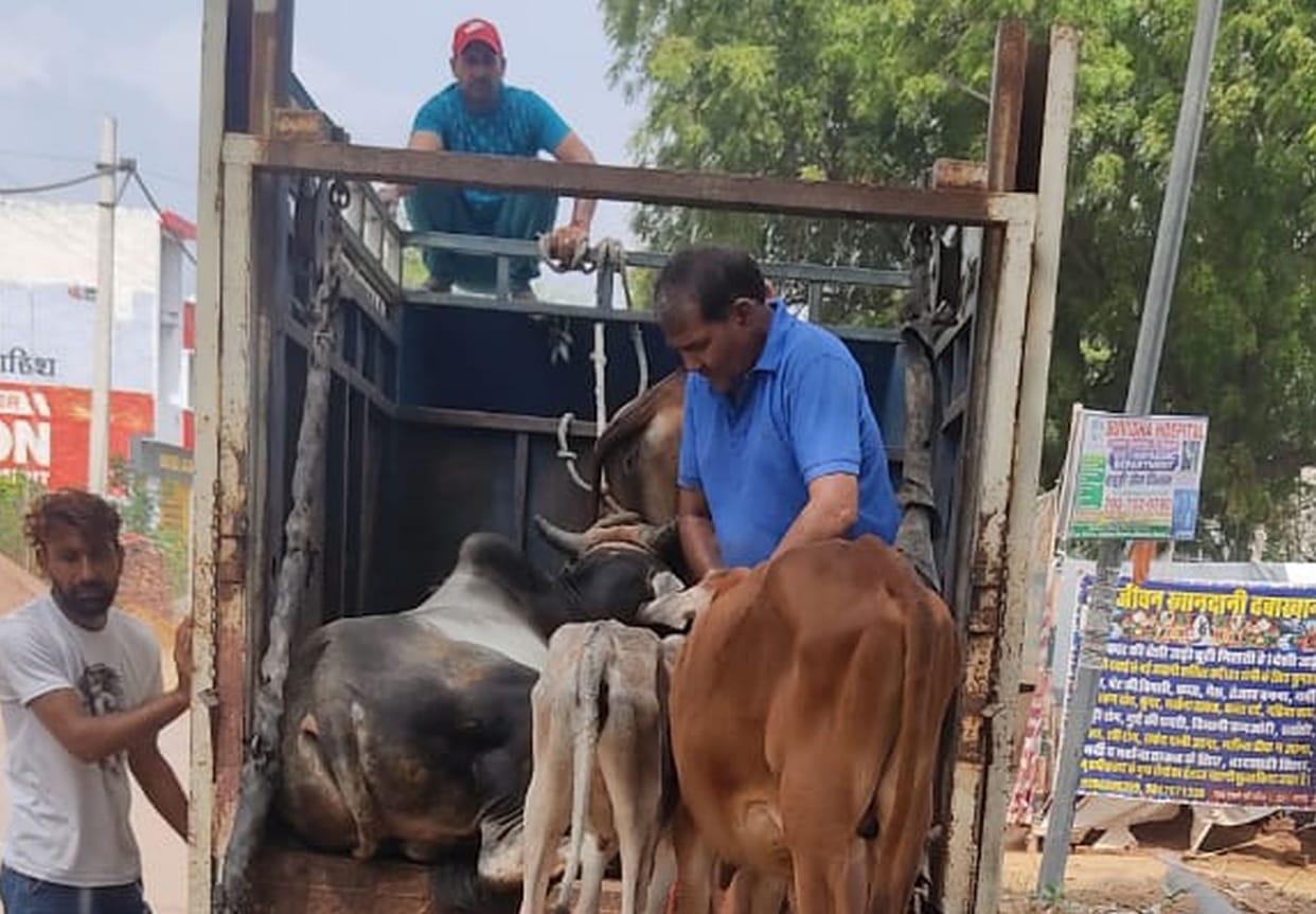 Effort to catch cattle started