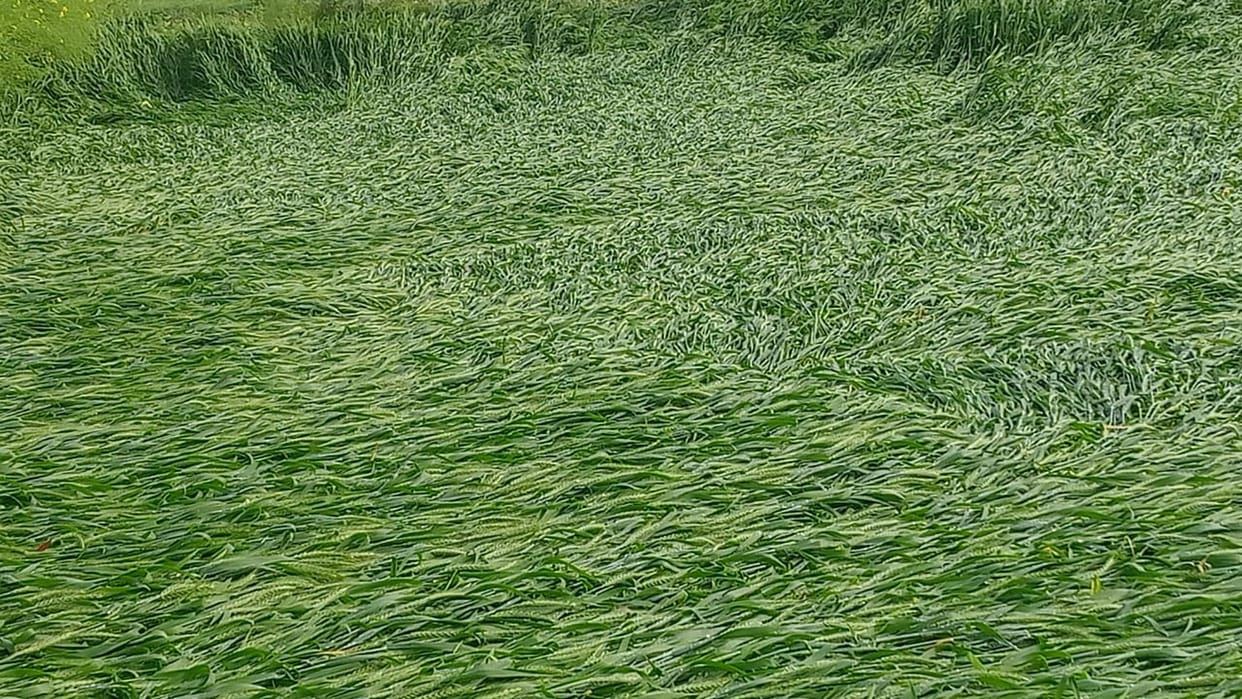 Wheat crop ruined due to rain