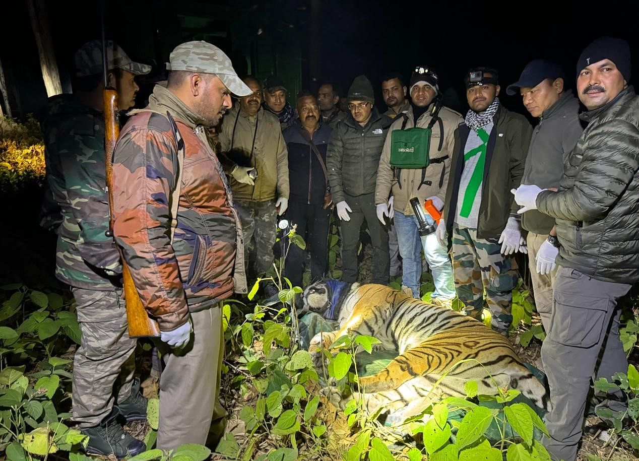 Tiger Caught After Death Of Four Women - Bijnor News - Bijnor News:चार ...