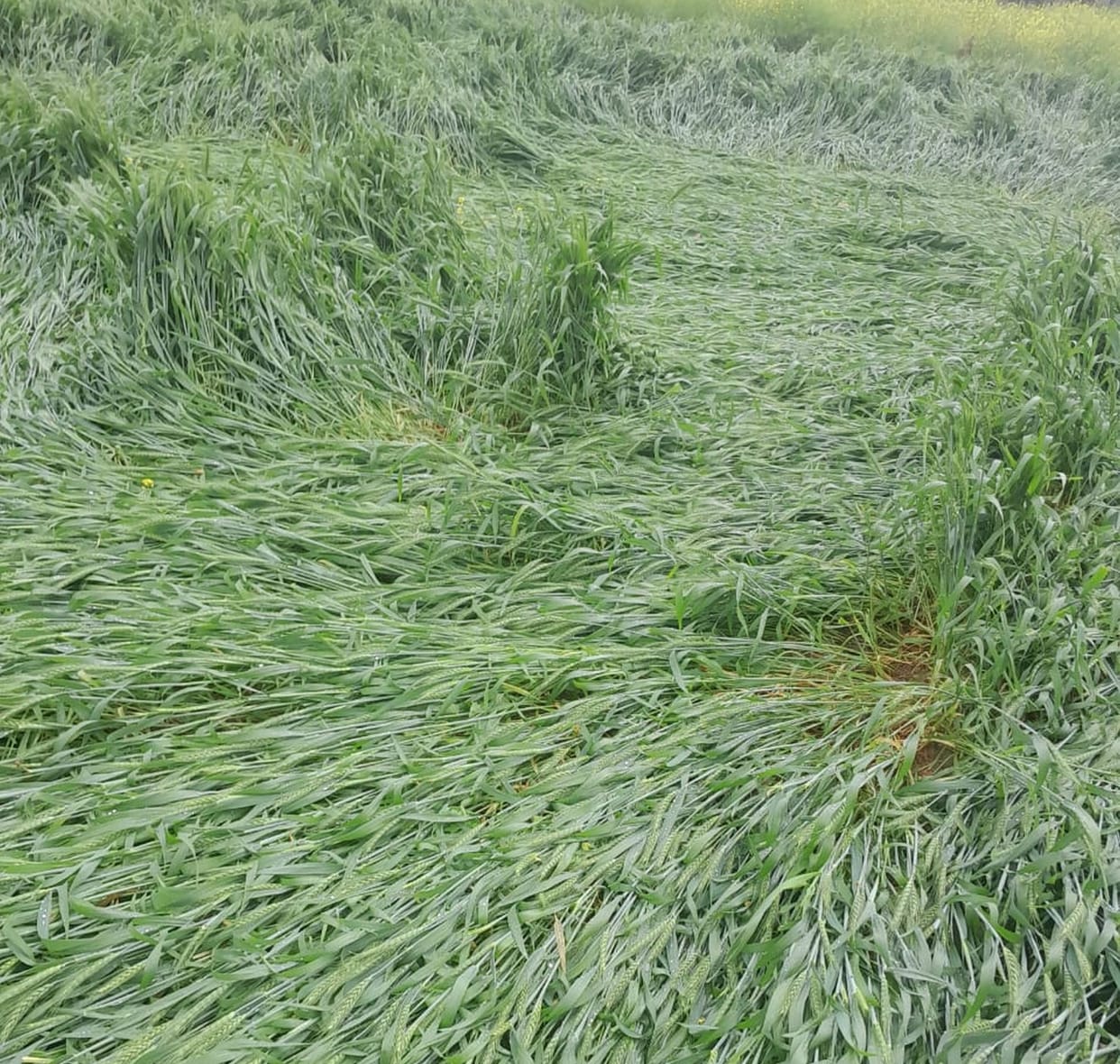 Damage to wheat, mustard and potatoes due to unseasonal rains