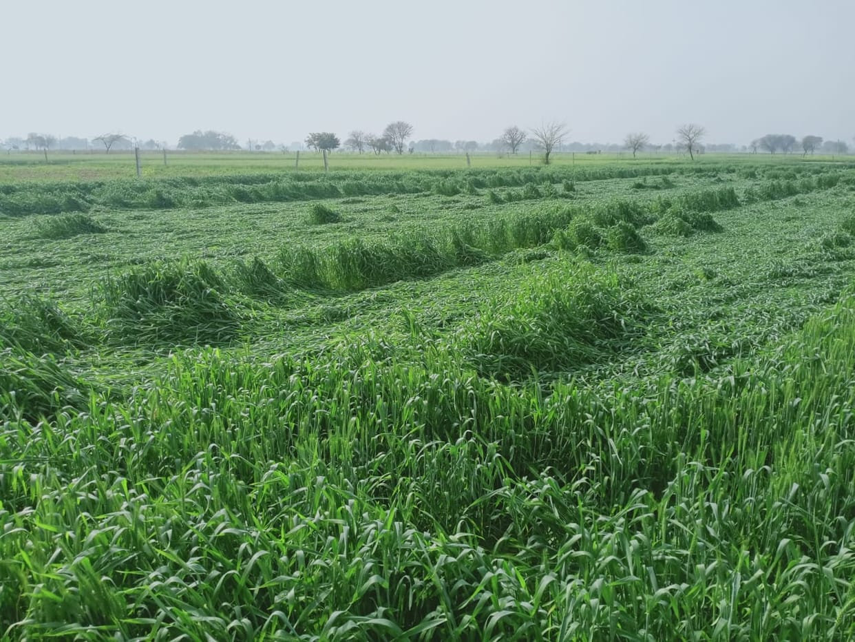 Mustard pods burst due to rain, wheat and barley crops were scattered