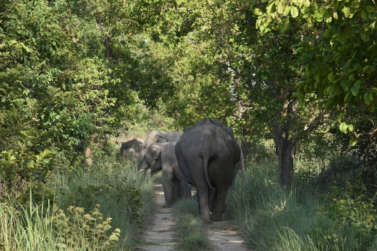 Elephants coming from Nepal are not getting their favorite food