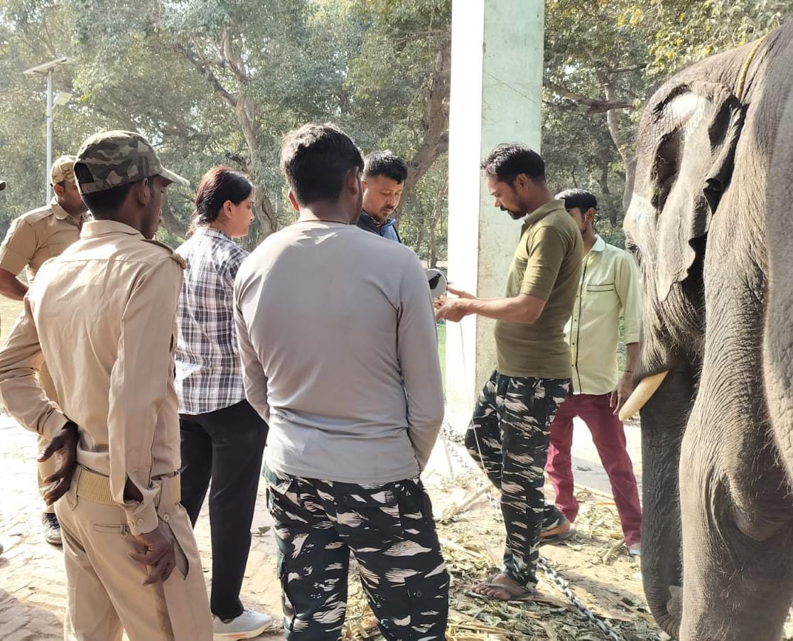 Doctors checked the health of elephants