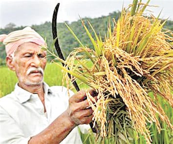Basmati paddy price fixed at Rs 5,000 per quintal