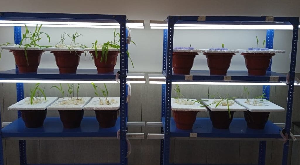 Vegetables will be grown in water in every season without soil