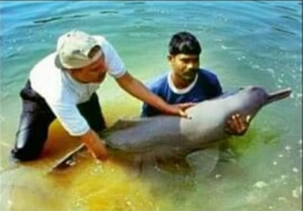 Dead body of dolphin found after landing in Girijapuri Barrage