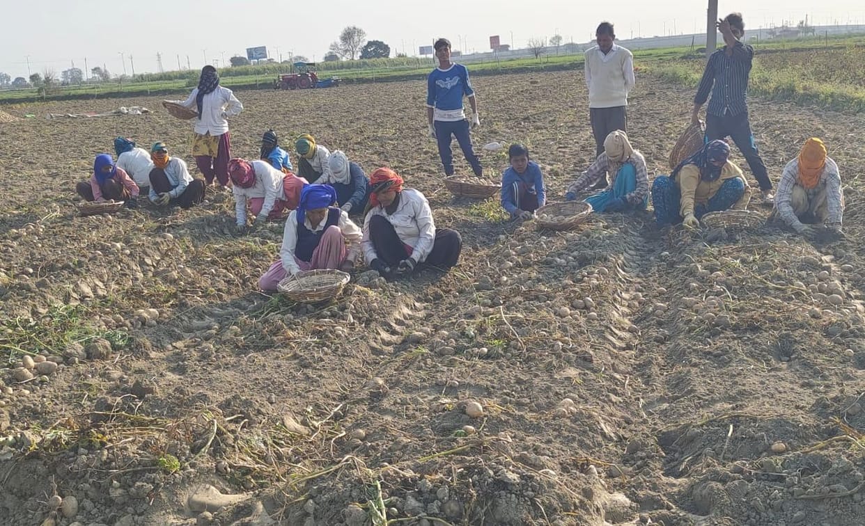 Hybrid potato 25, Chipsona extraction reduced by 15 percent