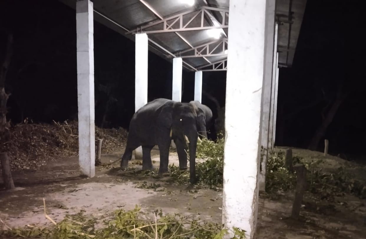 Jaggery and gram missing from elephants' food