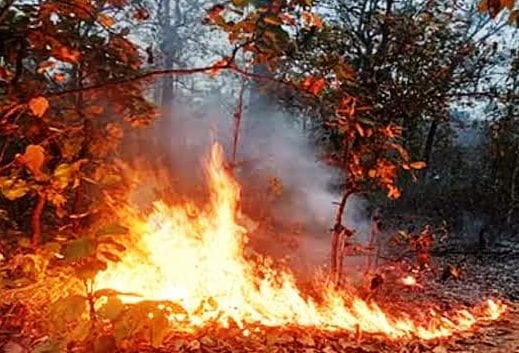 Fire broke out in the forest of Syahidevi, the forest started blazing as soon as the rain stopped.