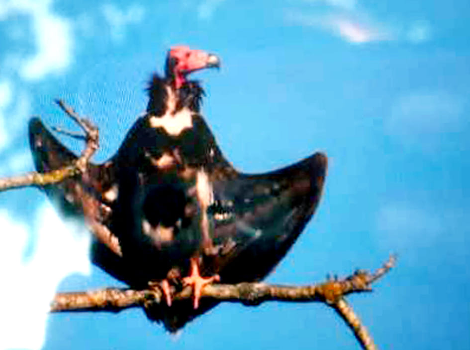 A rare species of red headed vulture seen in Dudhwa National Park