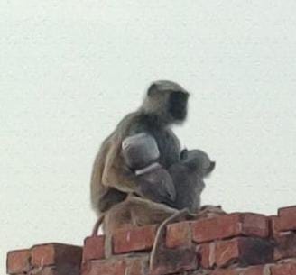Mad monkey injured 12 people in deoria, did not get trapped in the net