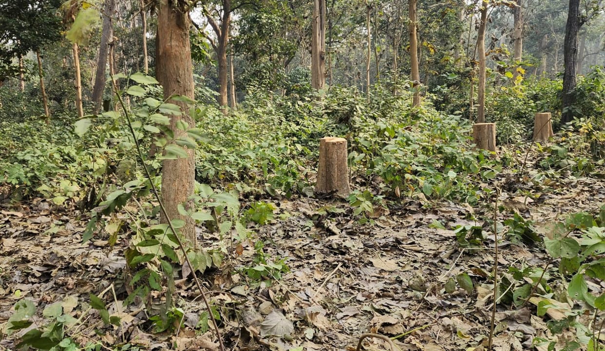 Forest Corporation cut 13 green teak trees, lawsuit
