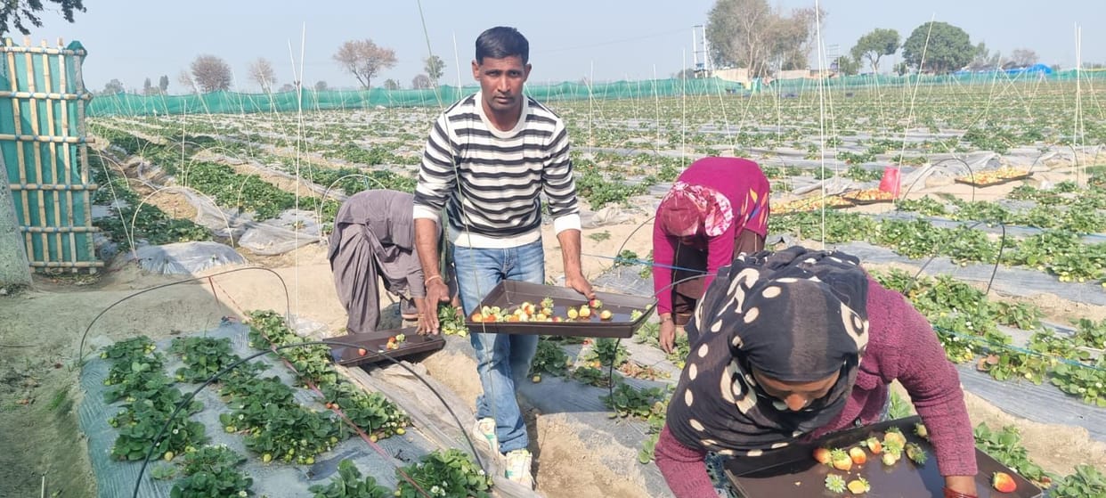 Started strawberry cultivation four years ago, now earning lakhs of rupees