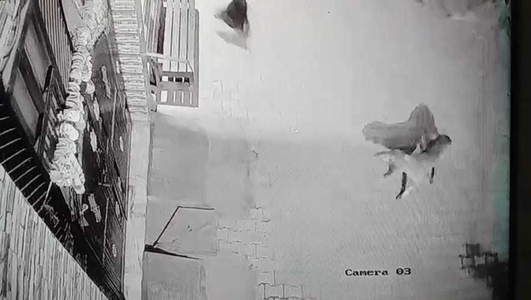 Wild animal seen attacking dogs in CCTV, people panic