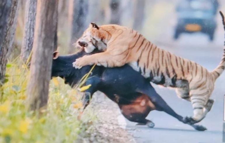 As the temperature increased, the movement of tigers also increased.