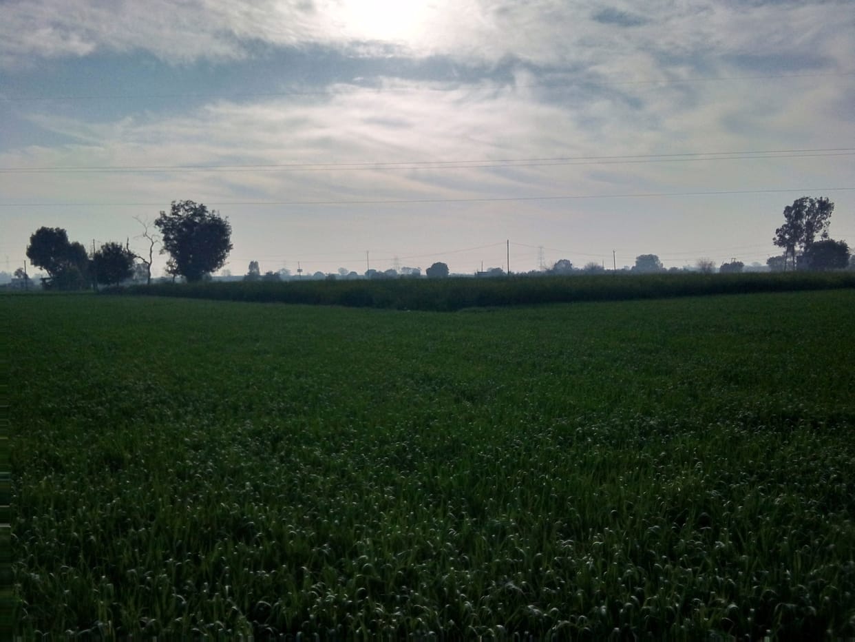 Weather: Sunny till noon, then covered with clouds
